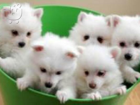 PoulaTo: Spitz MINI καθαρόαιμα επιλογής